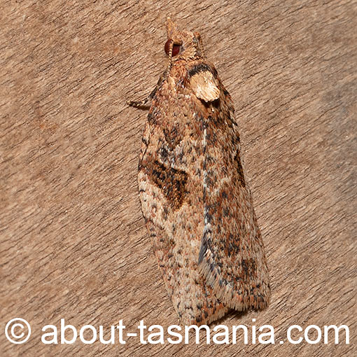 Epiphyas xylodes, moth, Tasmania