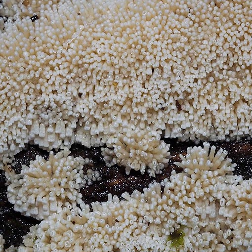 Henningsomyces candidus, fungi, Tasmania