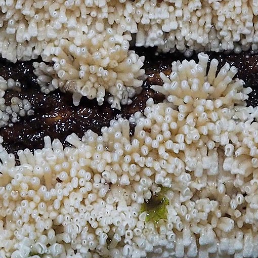 Henningsomyces candidus, fungi, Tasmania