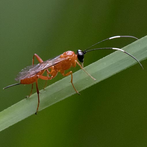 Ichneumon Wasp, Stiromesostenus sp., Tasmania