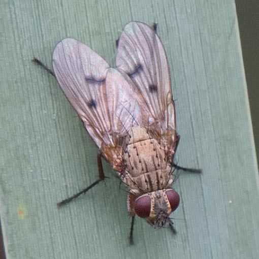 Helina sp., fly, Tasmania