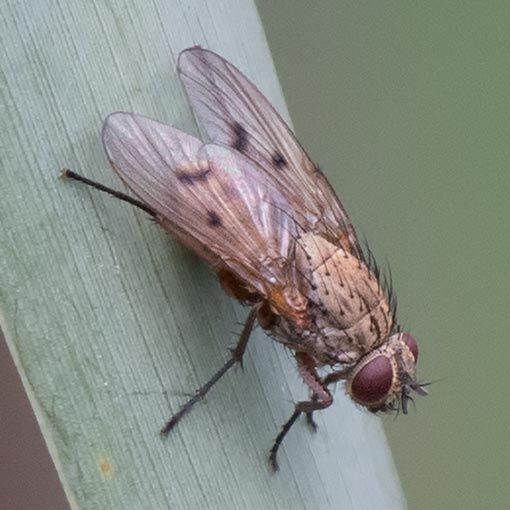 Helina sp., fly, Tasmania