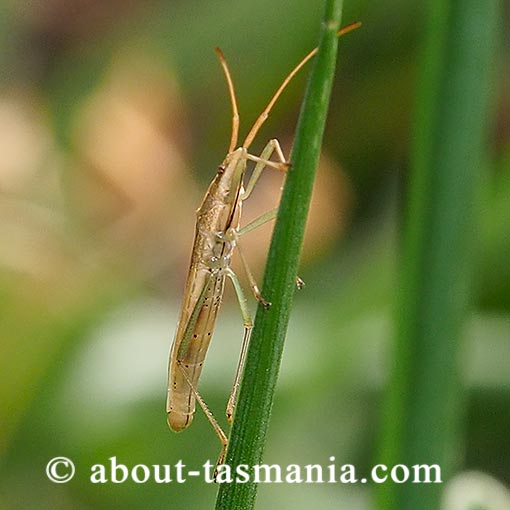 Mutusca brevicornis, broad-headed bug, Tasmania