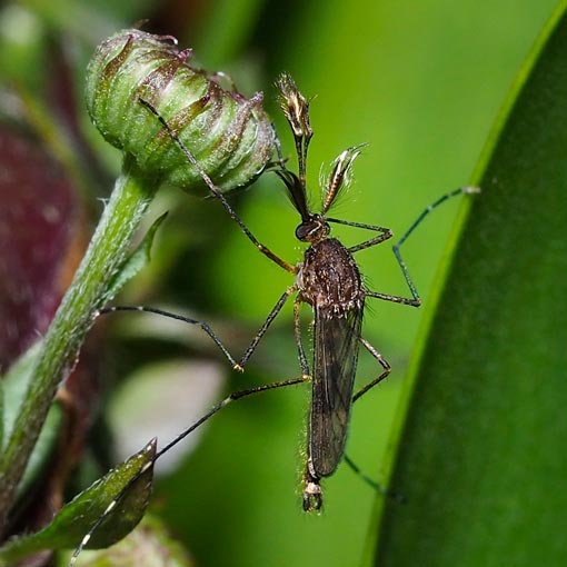 Ochlerotatus camptorhynchus, mosquito, Tasmania