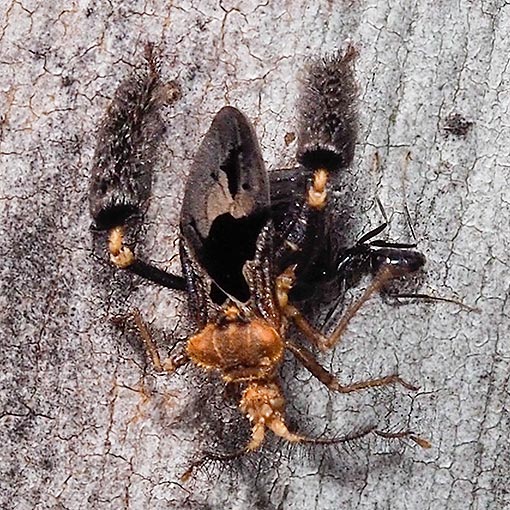 Ptilocnemus lemur, assassin bug, Tasmania