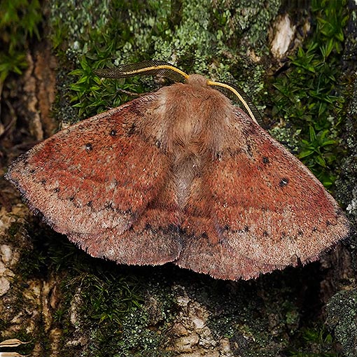 Anthela addita, Anthelidae, Tasmania, moth