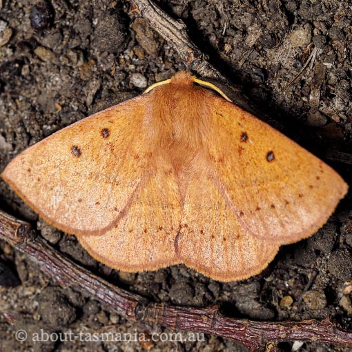 Anthela addita, Anthelidae, Tasmania, moth