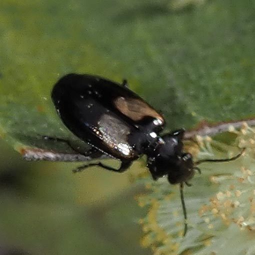 Sarothrocrepis civica, beetle, Tasmania