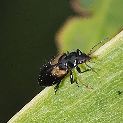 Sarothrocrepis civica, beetle, Tasmania