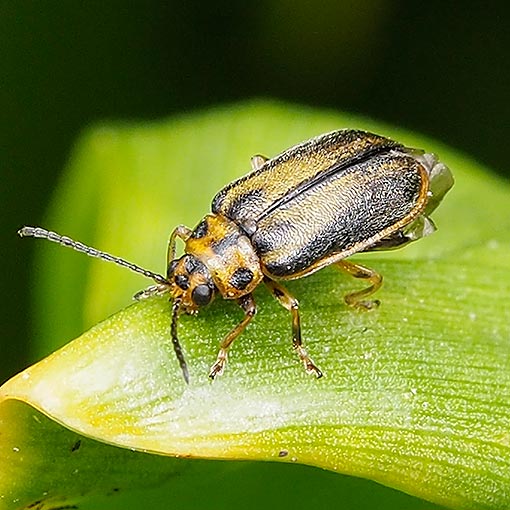 Elm Leaf Beetle,  Xanthogaleruca luteola, Tasmania