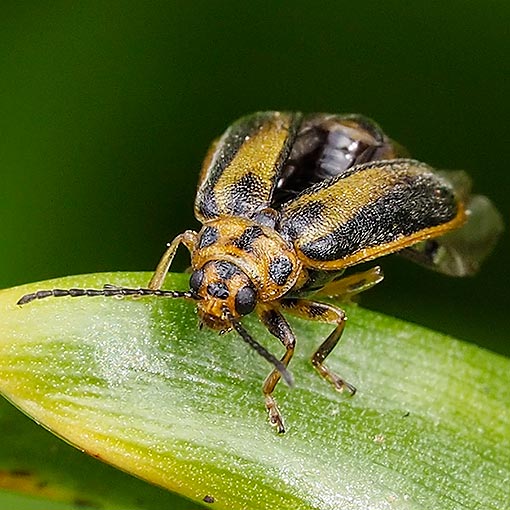 Elm Leaf Beetle, Xanthogaleruca luteola, Tasmania