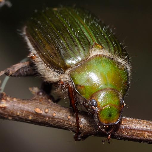 Xylonichus sp., pale green scarab beetle, Tasmania