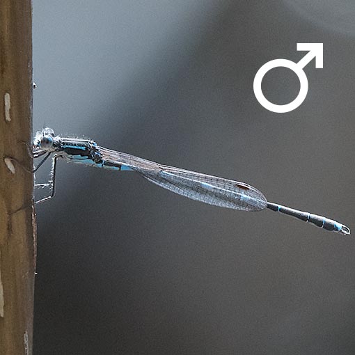 Austrolestes io. Iota ringtail, damselfly, Tasmania