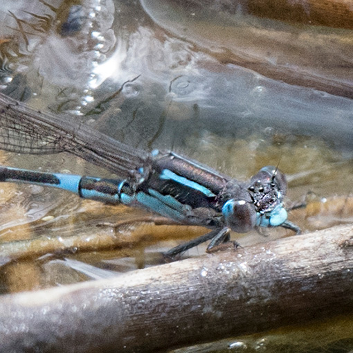 Austrolestes io, Iota ringtail, damselfly, Tasmania