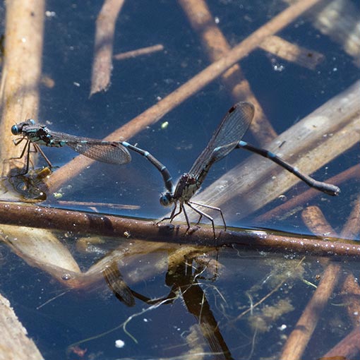 Austrolestes io, Iota ringtail, damselfly, Tasmania