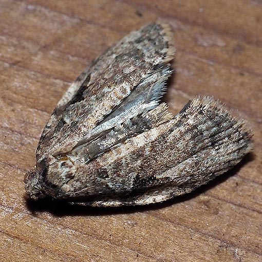leafroller_moth2 Epiphyas xylodes, moth, Tasmania