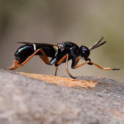 Agapophytus-quatiens Agapophytus quatiens, Therevidae, Tasmania