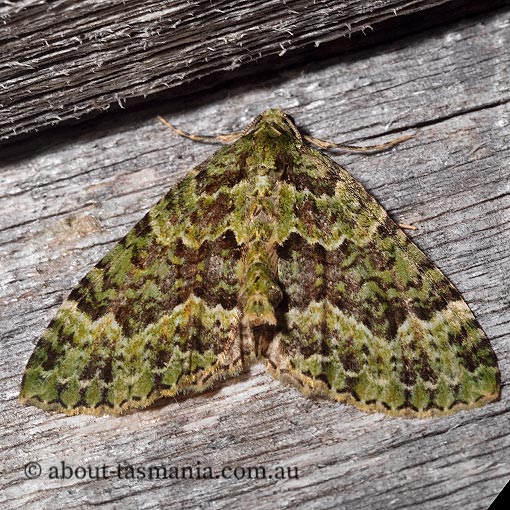 Green Carpet Moth, Austrocidaria erasta, Tasmania