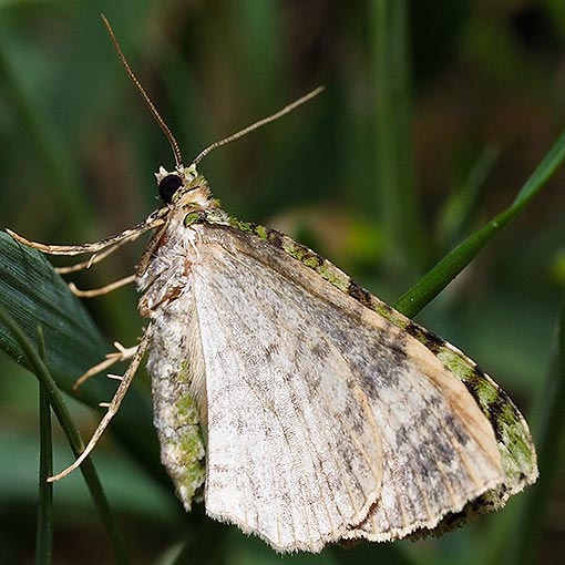 Green Carpet Moth, Austrocidaria erasta, Tasmania