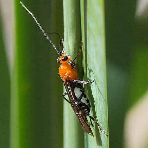 Callibracon sp., Braconidae, Wasp, Tasmania
