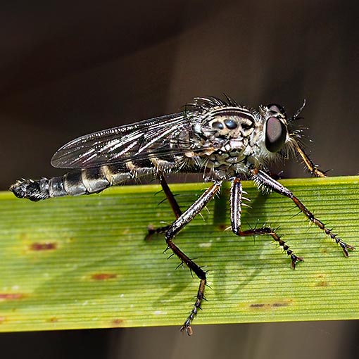 Cerdistus-Neoitamus complex, Asilidae, Tasmania, insect, robber fly