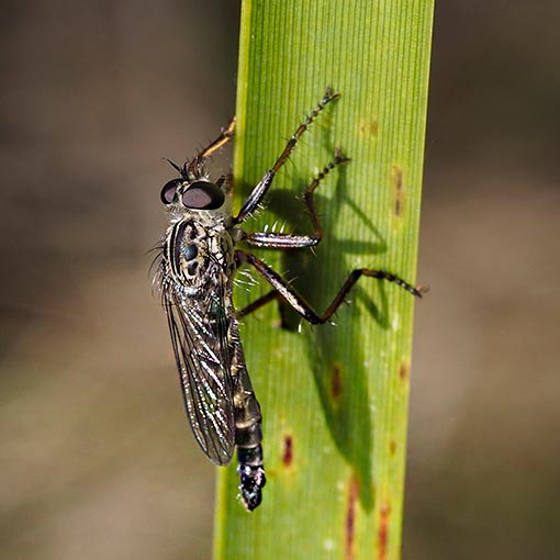 Cerdistus-Neoitamus complex, Asilidae, Tasmania, insect, robber fly