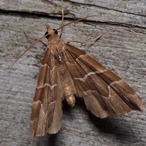 Chaetolopha leucophragma, moth, Tasmania