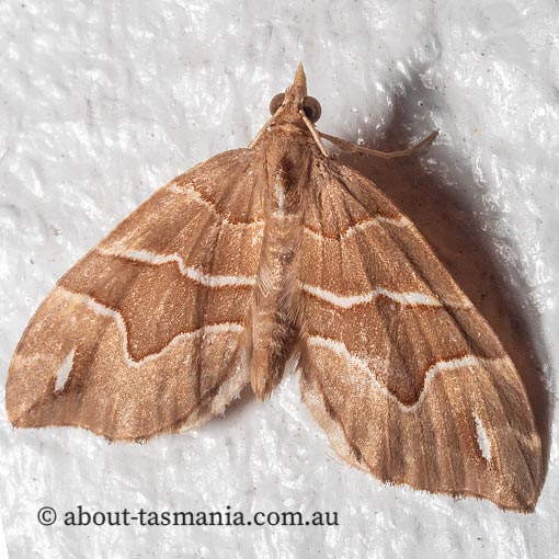 Chaetolopha leucophragma, moth, Tasmania