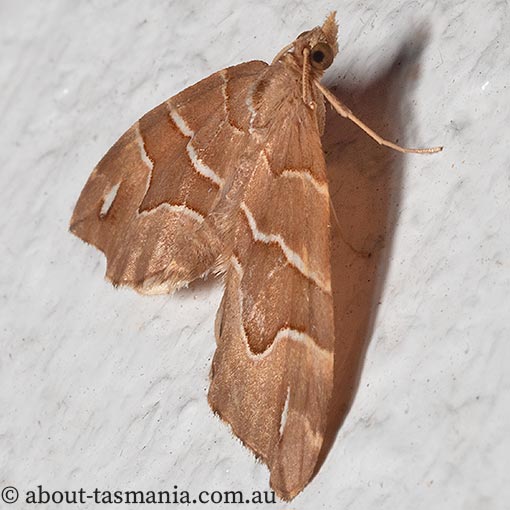 Chaetolopha leucophragma, moth, Tasmania