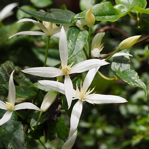 Clematis aristata, Tasmania