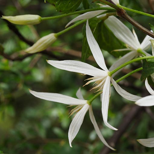 Clematis aristata, Tasmania