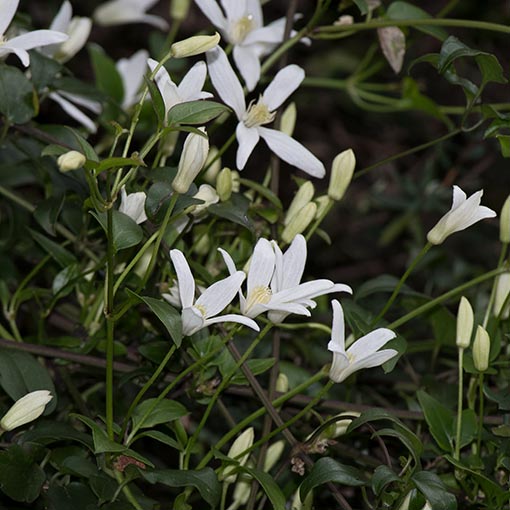 Clematis aristata, Tasmania