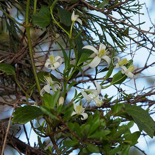 Clematis vitalba, Tasmania