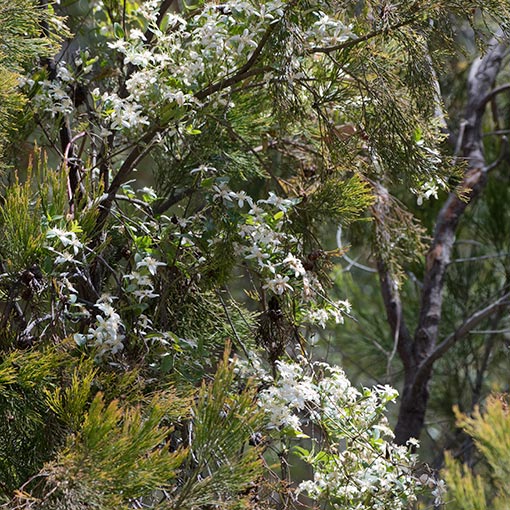 Clematis vitalba, Tasmania