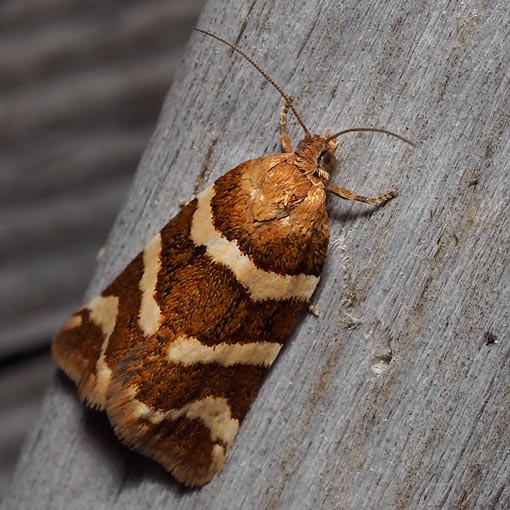  Subfurcatana subfurcatana, Conchylis subfurcatana, Tortricidae, Tasmania, moth
