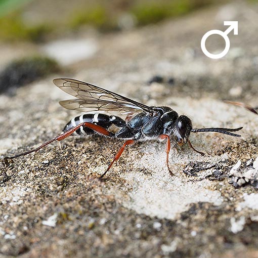 Diamma bicolor, Tiphiidae, Tasmania, flower wasp