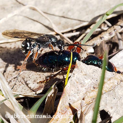 Diamma bicolor, Tiphiidae, Tasmania, flower wasp