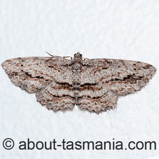 Didymoctenia exsuperata, moth, Tasmania