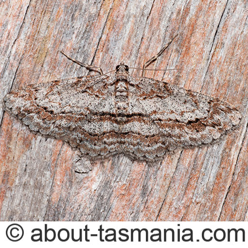 Didymoctenia exsuperata, moth, Tasmania