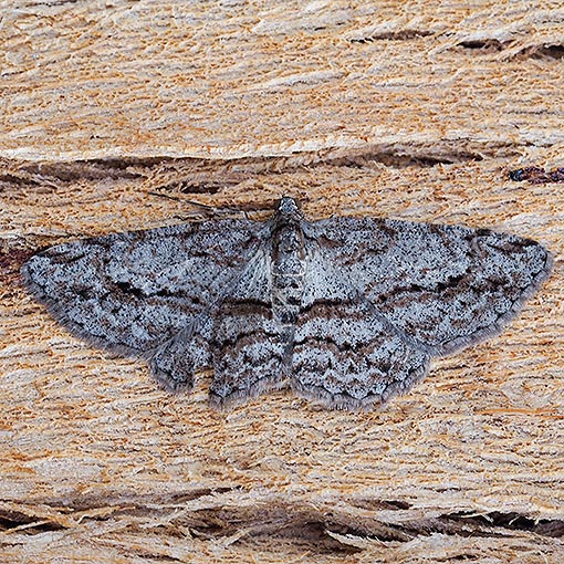 Thick-lined Bark Moth, Didymoctenia exsuperata, Tasmania