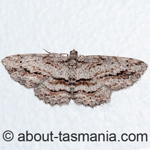 Didymoctenia exsuperata