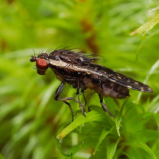 Diplogeomyza maculipennis, Heteromyzidae, Tasmania