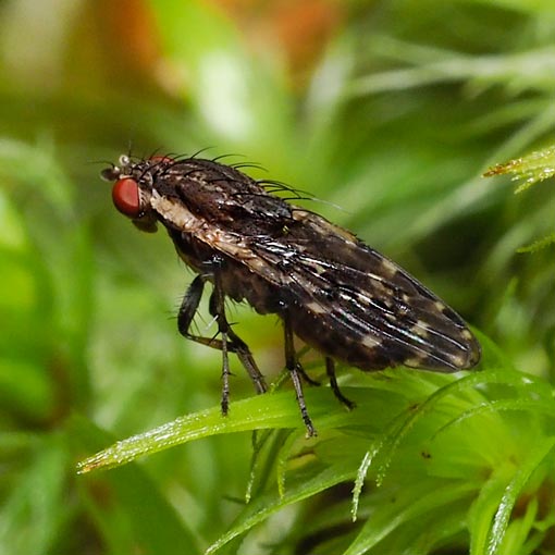 Diplogeomyza maculipennis, Heteromyzidae, Tasmania