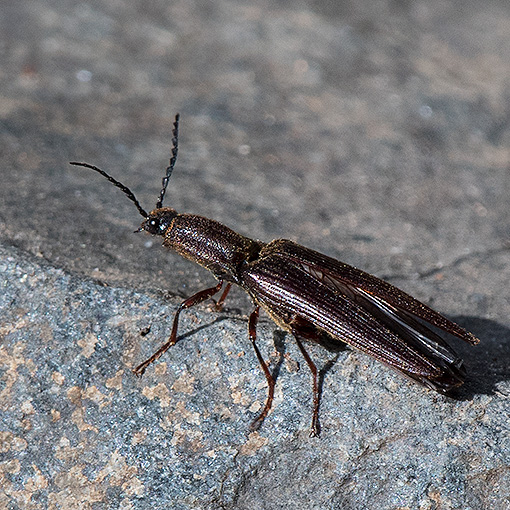 Elatichrosis exarata, beetle, Tasmania