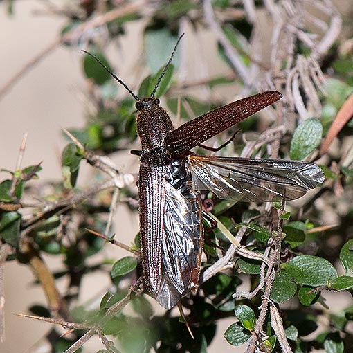 Elatichrosis exarata, beetle, Tasmania