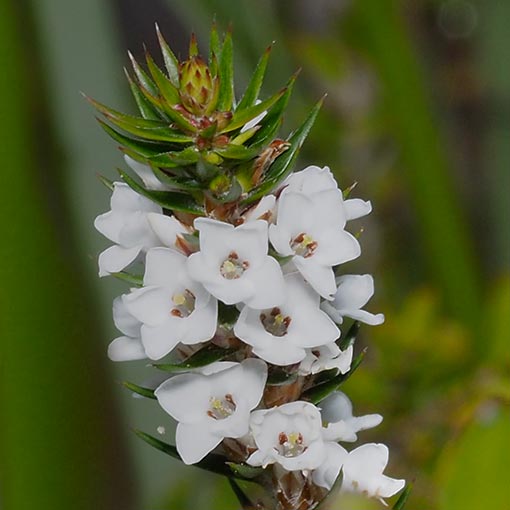 Epacris  lanuginosa, Tasmania