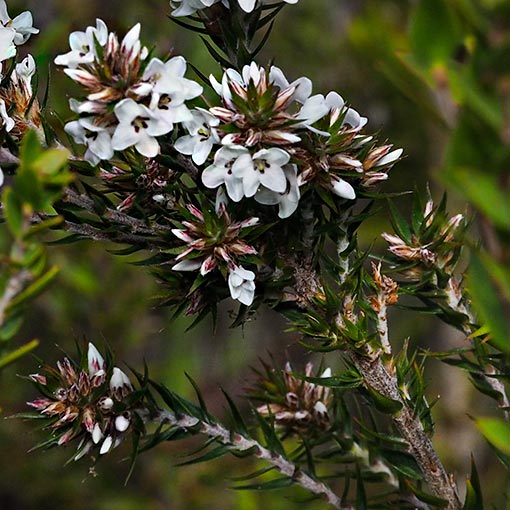 Epacris  lanuginosa, Tasmania