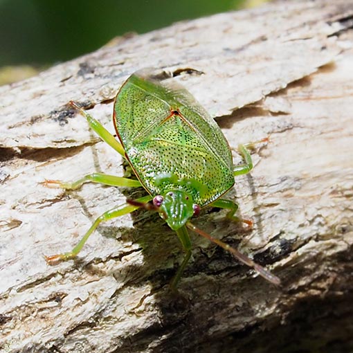 Eupolemus Virescens 