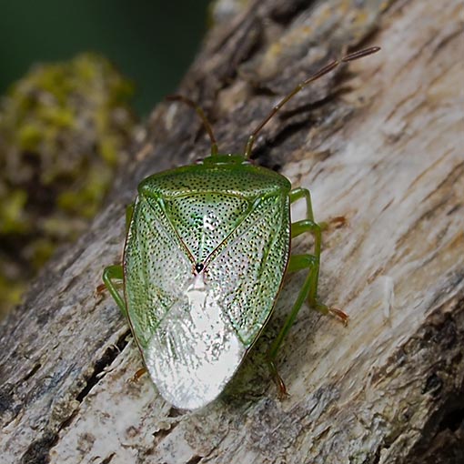 Eupolemus virescens | About Tasmania