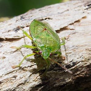 Eupolemus virescens